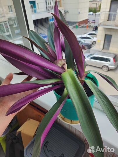 Традесканция рео