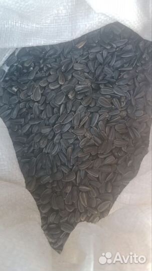 Семечка подсолнечника 40+