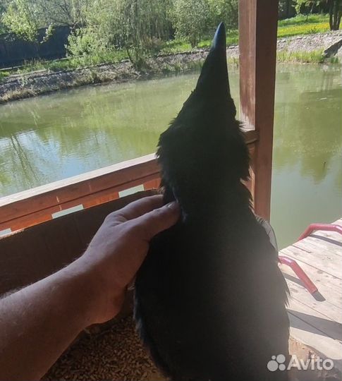 Самая преданная птица