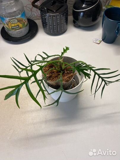 Филодендрон тортум