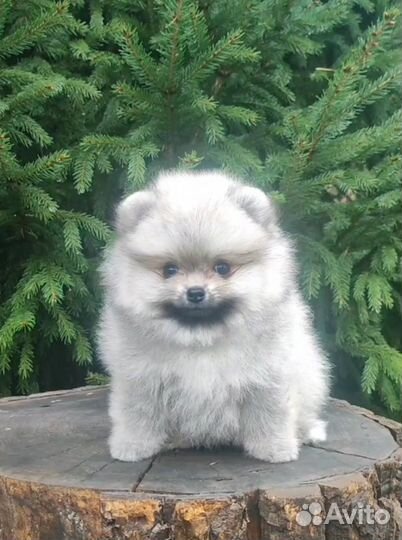 Померанский шпиц