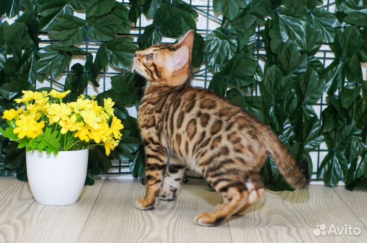 Бенгальский котик