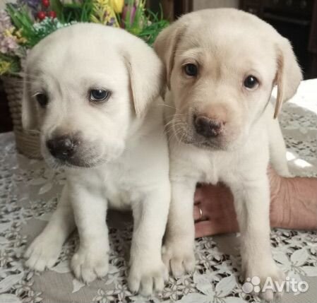 Щенки лабрадора