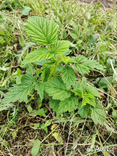 Саженцы ремонтантной малины