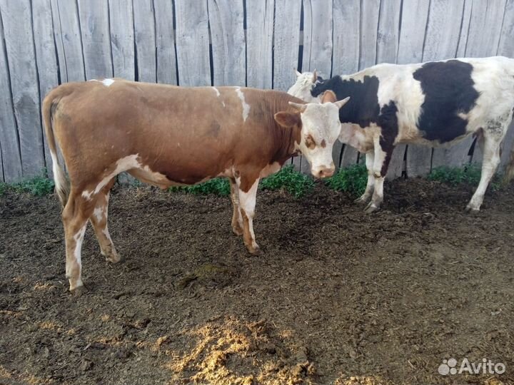 Продам бычка