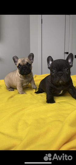 Щеночки Французского бульдога РКФ