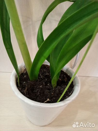 Гиппеаструм