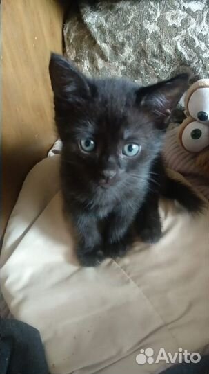 Котятак от сиамской-тайской кошки