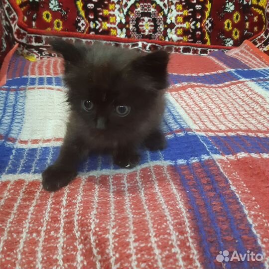 Кошка в дар