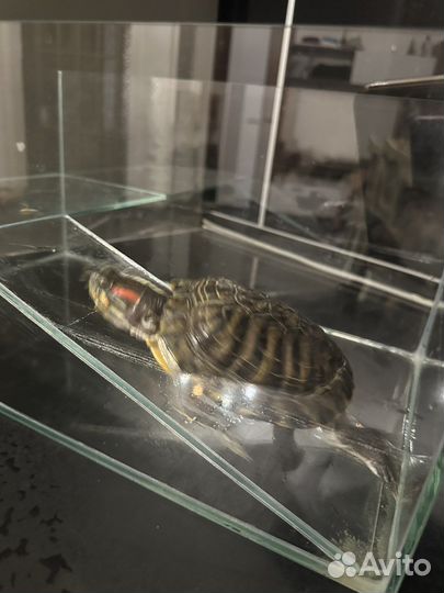 Красноухая черепаха