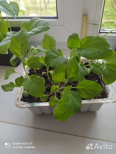 Баклажаны Чёрный принц