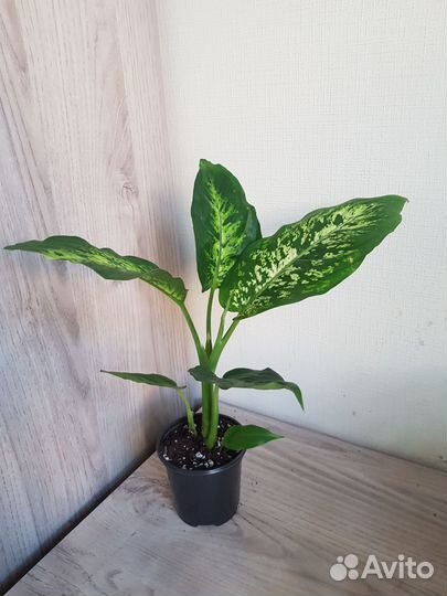 Комнатные цветы 42