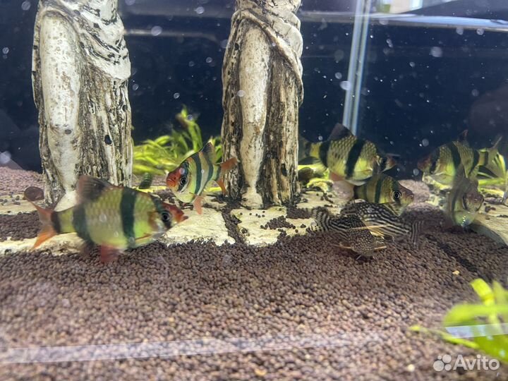 Аквариум с рыбками