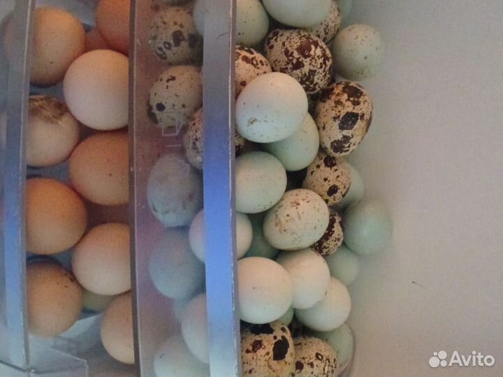 Яйца перепелиные и куриные продаю