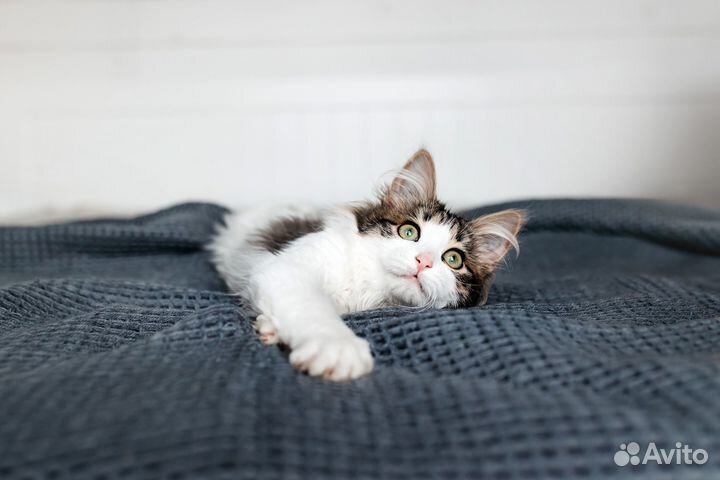 Котенок в добрые руки