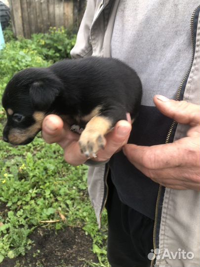 Щенки в добрые руки, мама той терьер