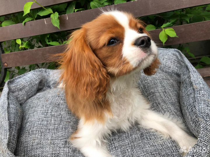 Кавалер кинг чарльз спаниель девочка