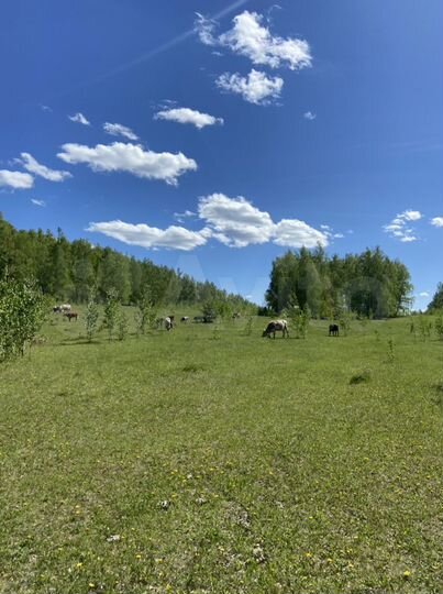 Участок 1,6 га (СНТ, ДНП)