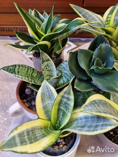 Сансевиерия сортовая