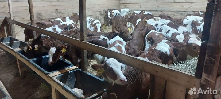 Бычки быки телята