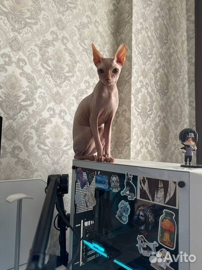 Канадский сфинкс