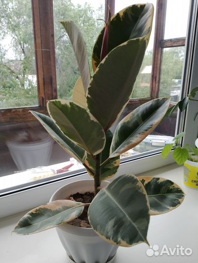 Фикус каучуконосный эластика