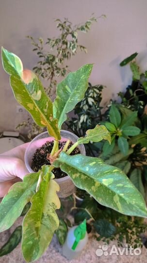 Разные комнатные растения цветы