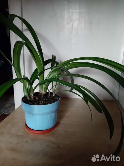 Гиппеаструм