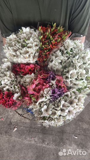 Альстромерия