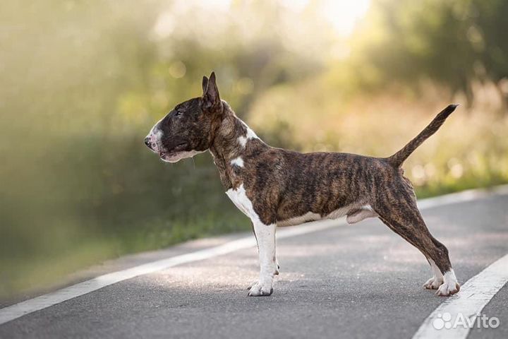 Миниатюрный бультерьер кобель