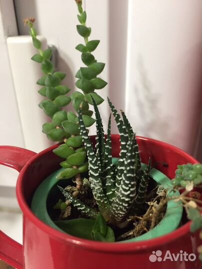 Суккуленты