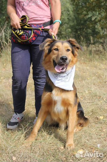 Собака в добрые руки отдам бесплатно