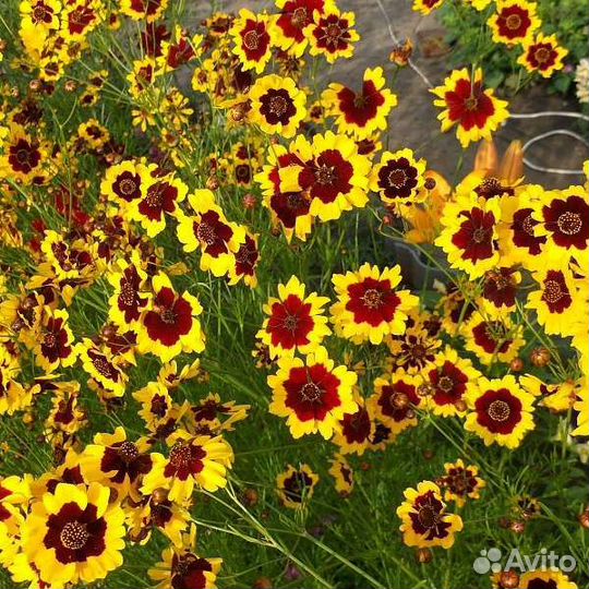 Семена растений для мавританского газона