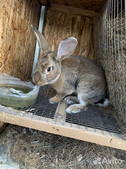Продам кроликов