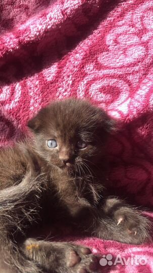 Шотландская