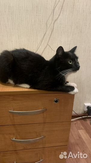 Кошка