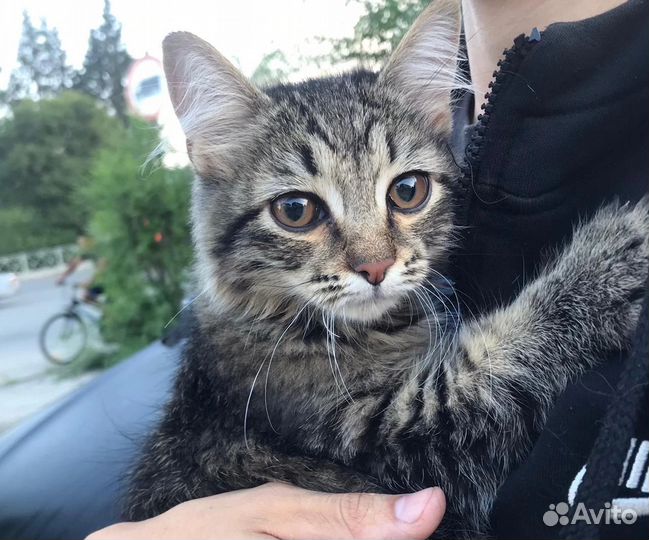 Очень Ласковый котенок