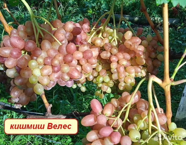 Виноград домашний