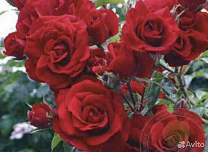 Роза плетистая