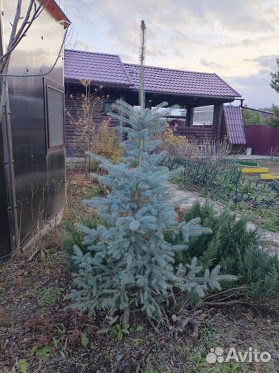 Голубые ели