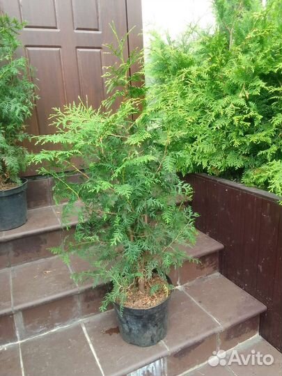 Туя брабант