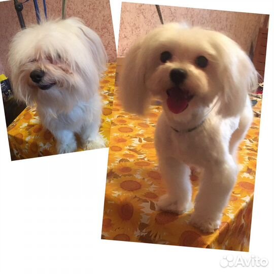 Стрижка собак / Грумер / Собачий парикмахер :)