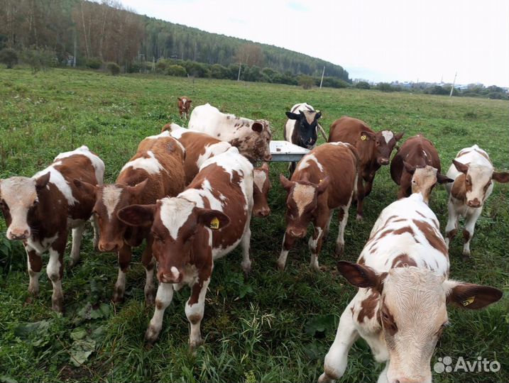 Продам бычки 12 штук по 43 тыс каждуму