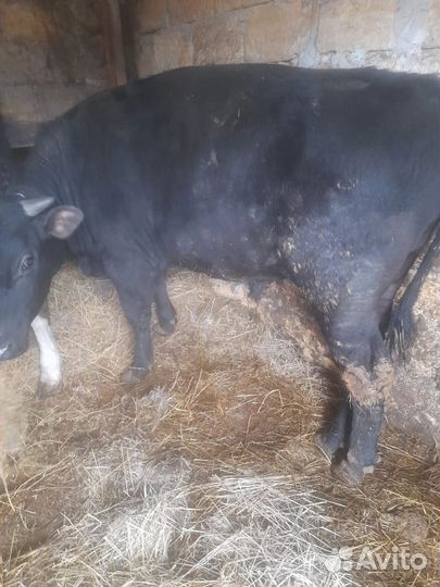 Продаются быки 4 шт. на мясо