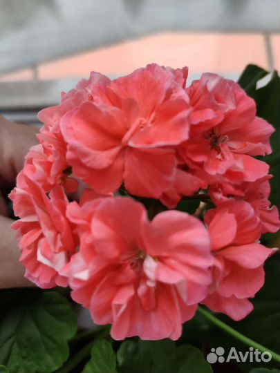 Пеларгонии цветы для дома и сада
