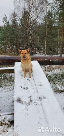 Собака