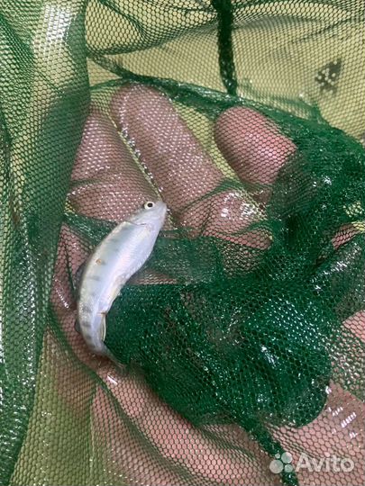 Малек фарели