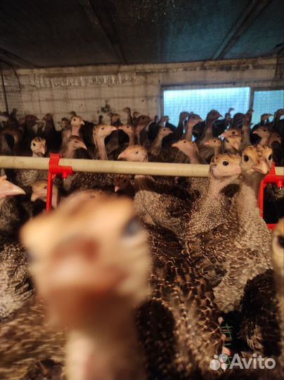 Индюшата подрощенные