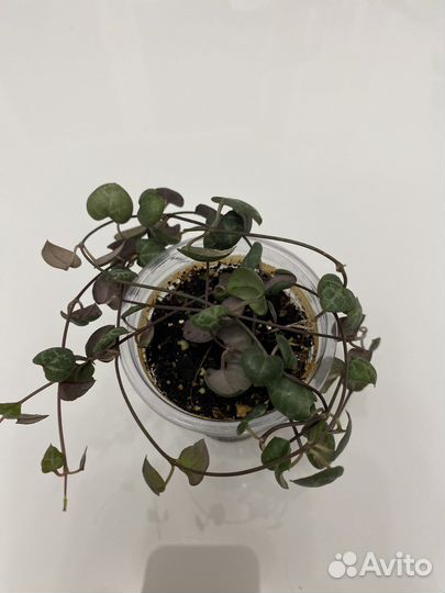 Церопегия вуда