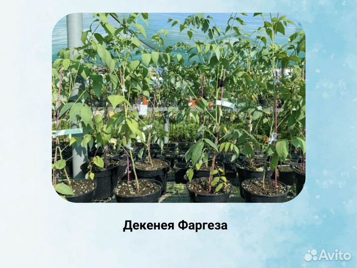 Декенея Фаргеза